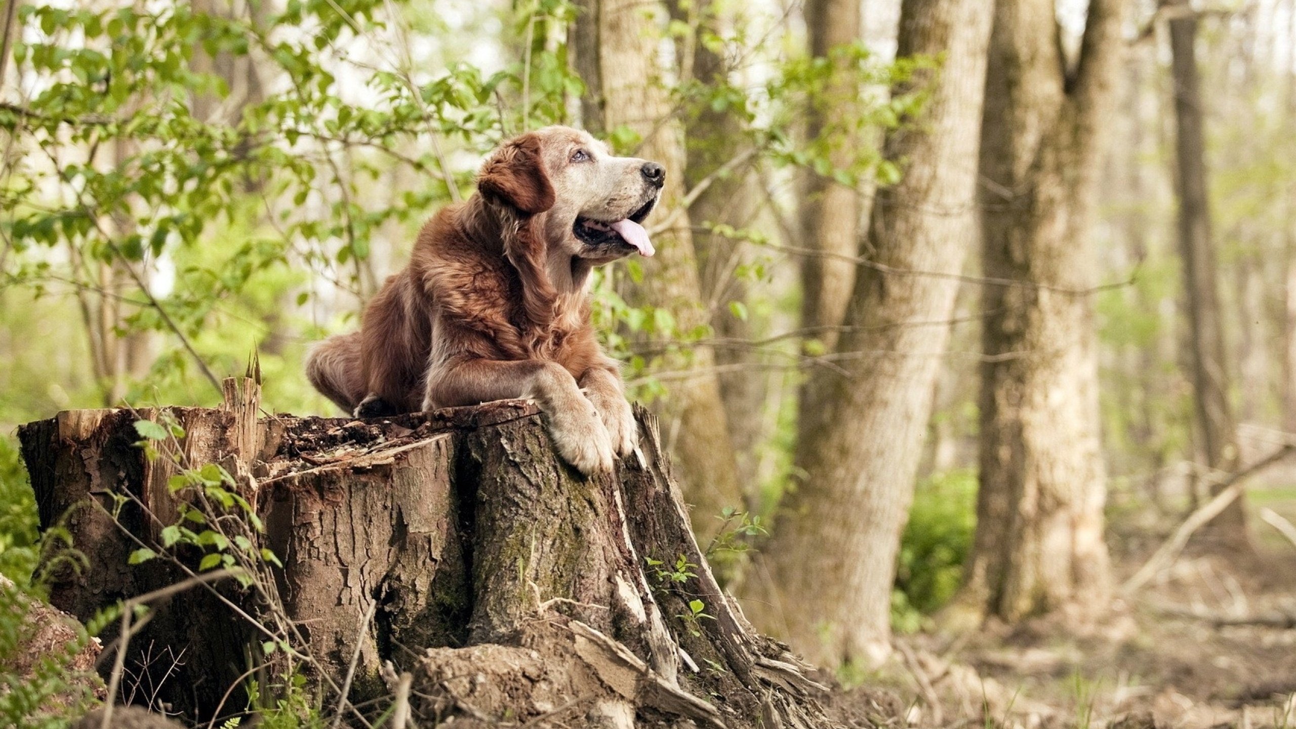 广东队利用前场篮板制造多次补篮机会,广东男篮补强内线最近消息