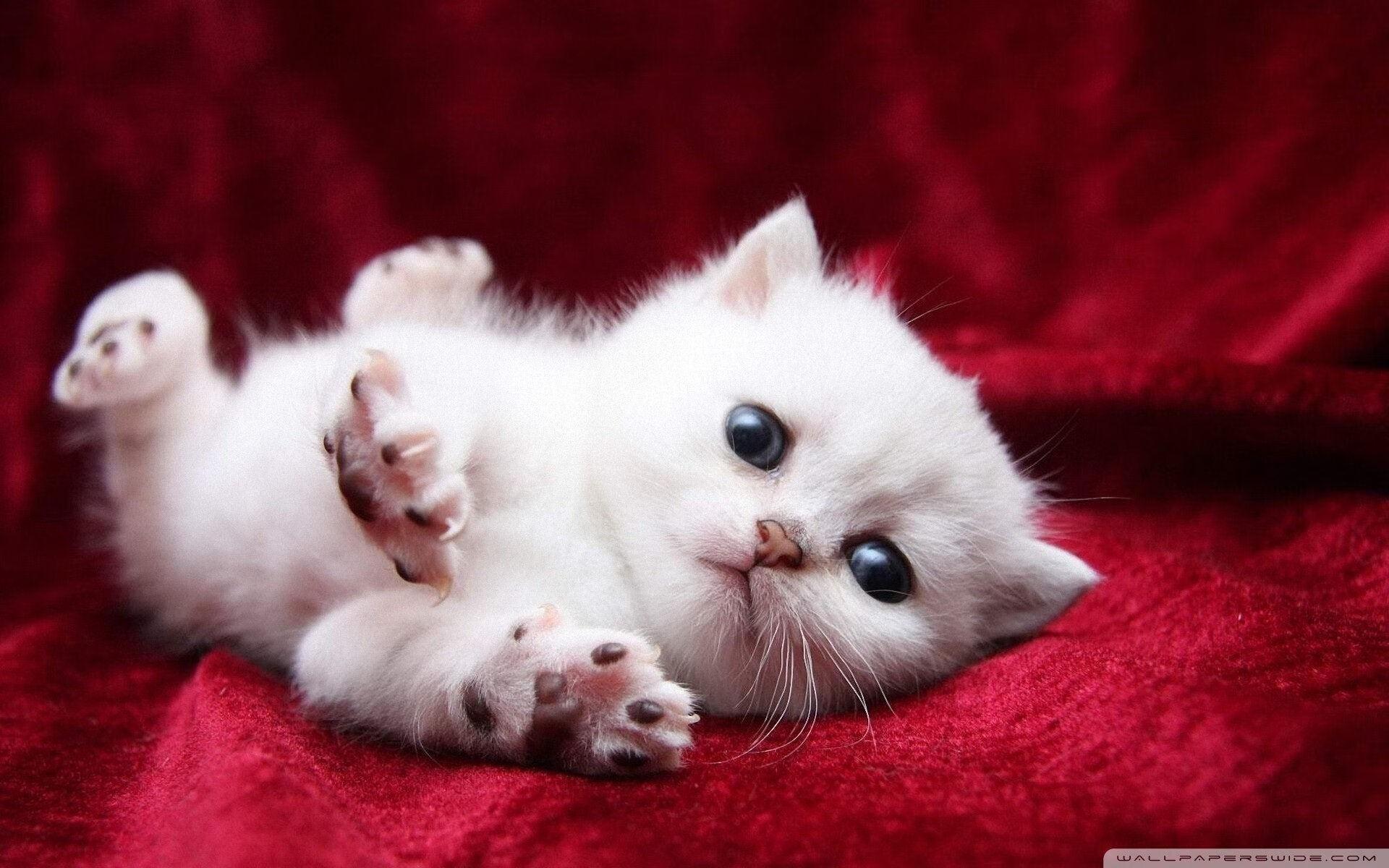 库里外线连续命中勇士再度逆转取胜，库里又创一神迹!仅用22场命中就100记三分