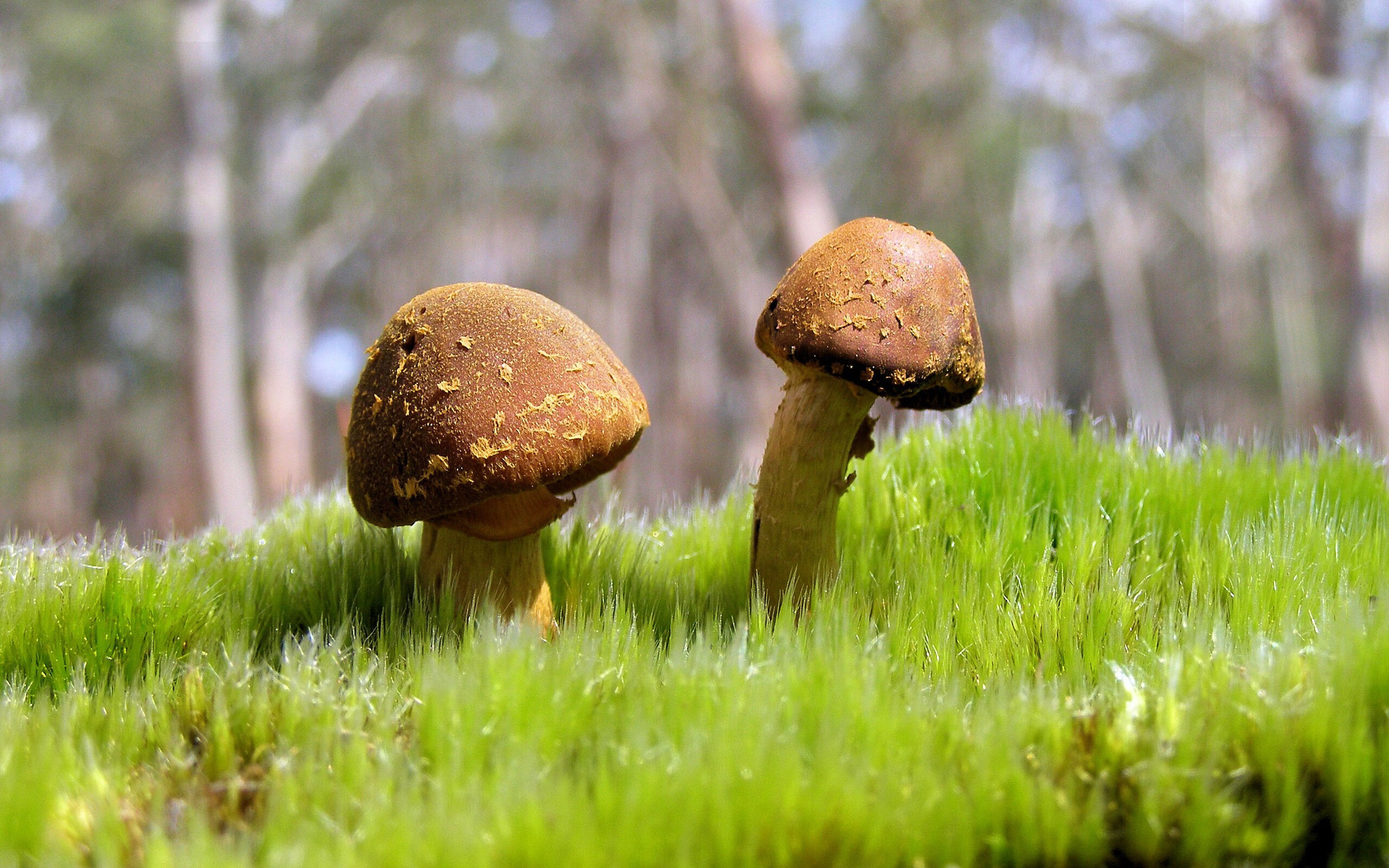 开云中国大陆-法甲瞬间：门将的奇迹救球引发全场沸腾，门将进球集锦